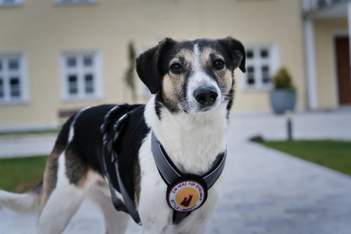 Lio, male 6yo Mixed Breed for adoption at Ein Herz für Streuner e.V., München