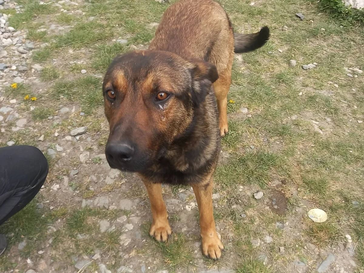 Lionel, male 3yo Mixed Breed for adoption at Ein Herz für Streuner e.V., München