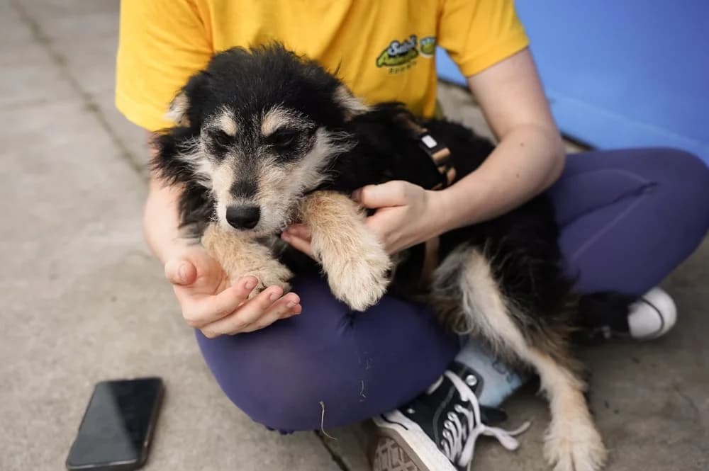 Liora, schwarz female puppy Mixed Breed for adoption at Ein Herz für Streuner e.V., München