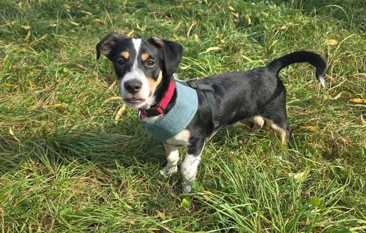 Lir, male puppy Mixed Breed for adoption at Ein Herz für Streuner e.V., München