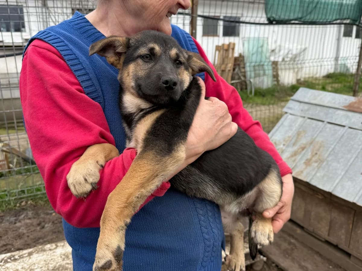 Lira, female puppy Mixed Breed for adoption at Ein Herz für Streuner e.V., München