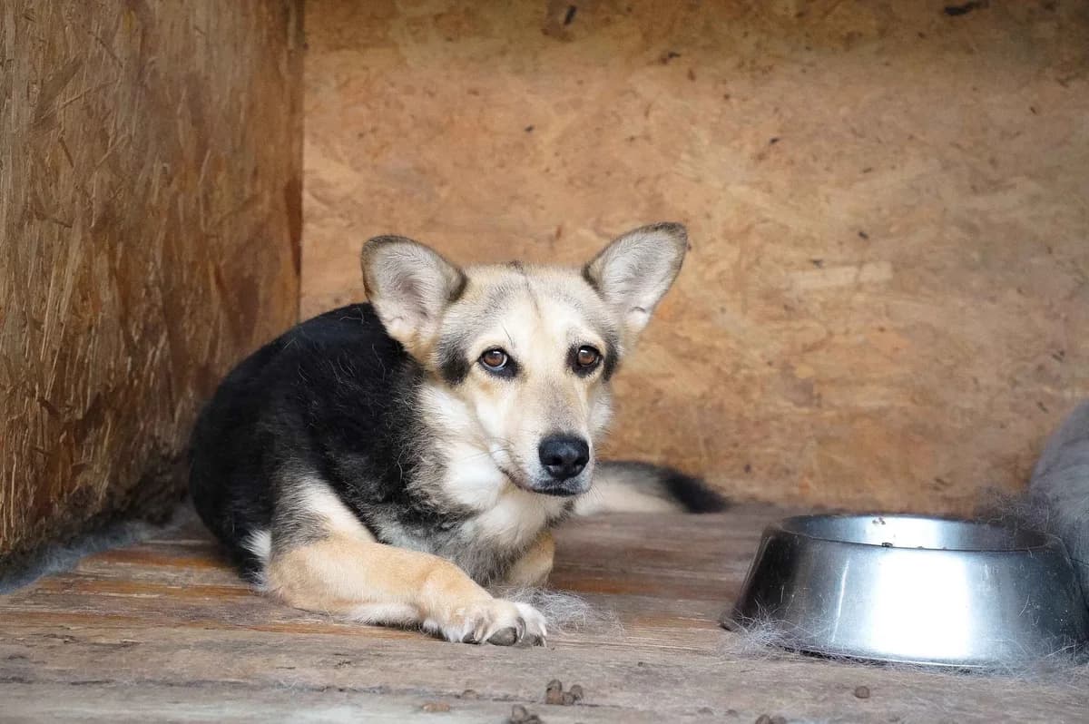 Lisa, female 6yo Mixed Breed for adoption at Ein Herz für Streuner e.V., München