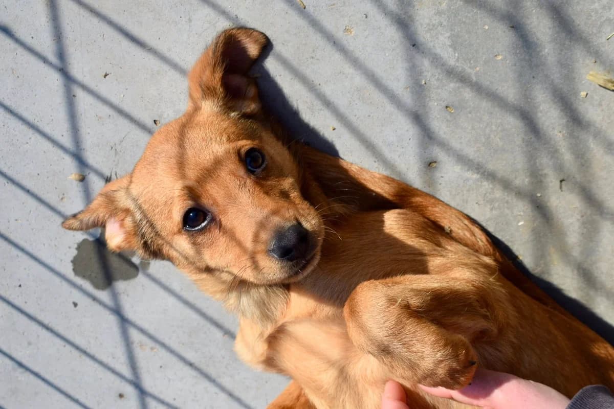 Lisanne, female puppy Mixed Breed for adoption at Ein Herz für Streuner e.V., München