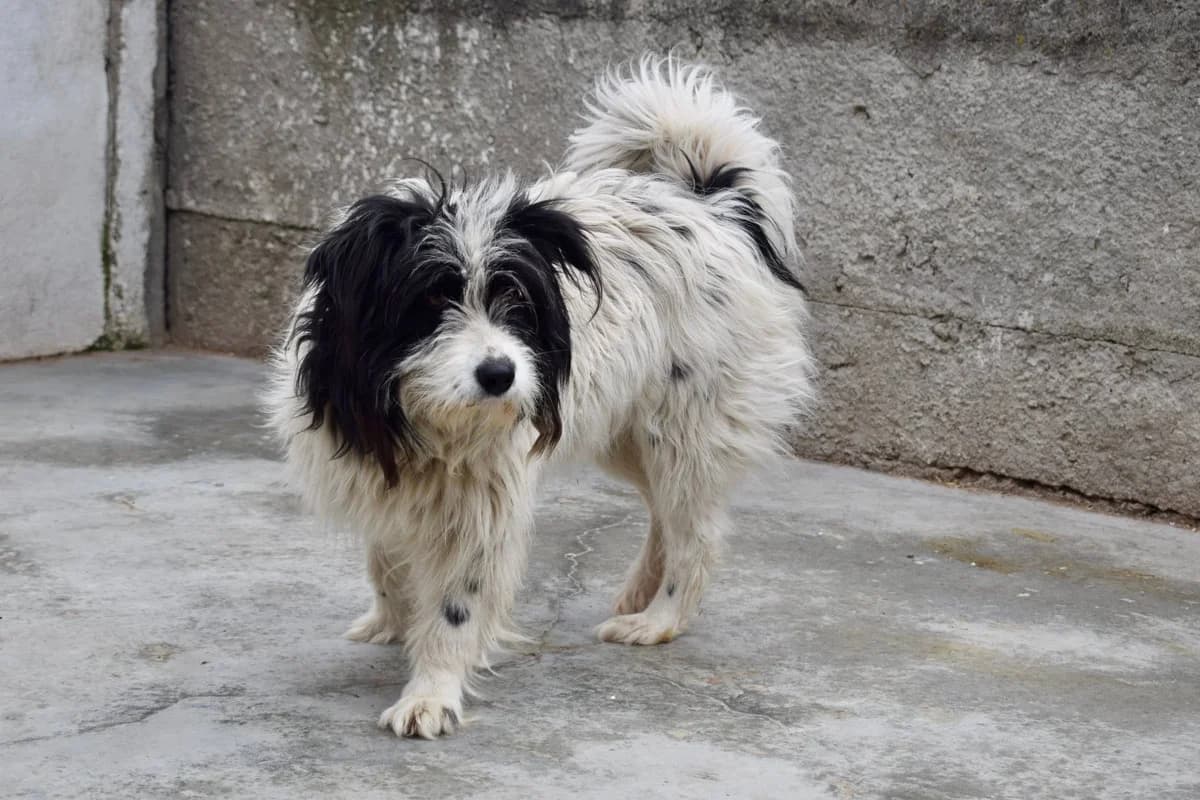 Lisbeth, schwarz Mixed Breed for adoption at Ein Herz für Streuner e.V., München