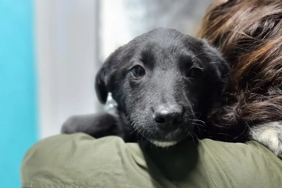 Lisbon, weiß female puppy Mixed Breed for adoption at Ein Herz für Streuner e.V., München