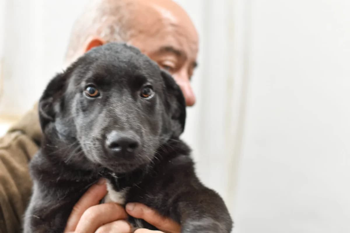 Lise, female puppy Mixed Breed for adoption at Ein Herz für Streuner e.V., München