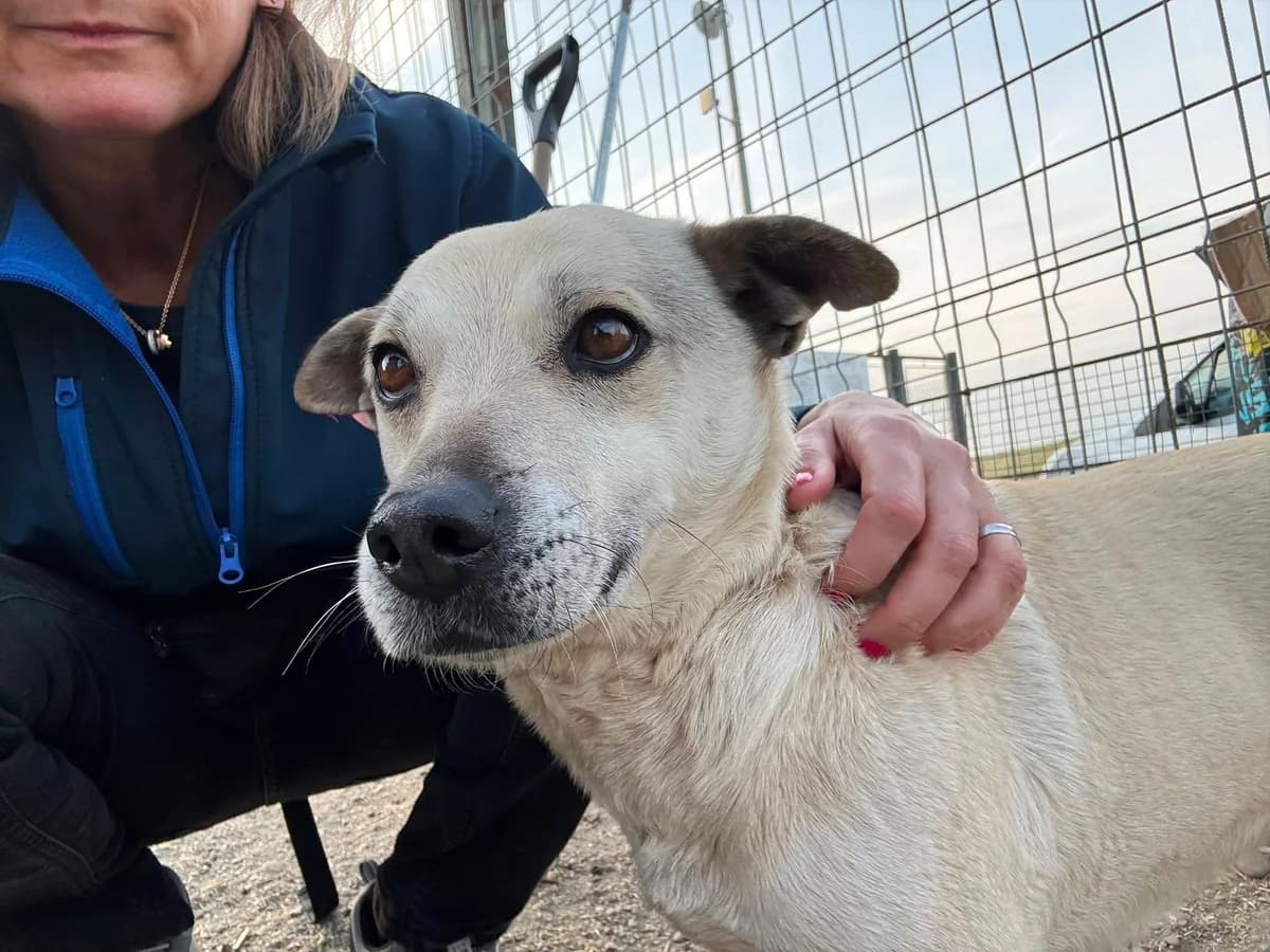 Liselotte, female 5yo Mixed Breed for adoption at Ein Herz für Streuner e.V., München
