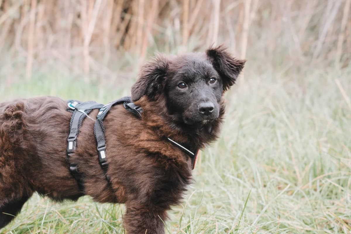 Liska, female puppy Mixed Breed for adoption at Ein Herz für Streuner e.V., München