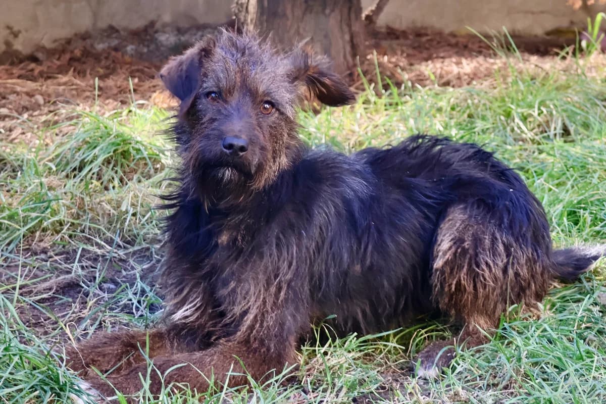 Liska, female puppy Mixed Breed for adoption at Ein Herz für Streuner e.V., München