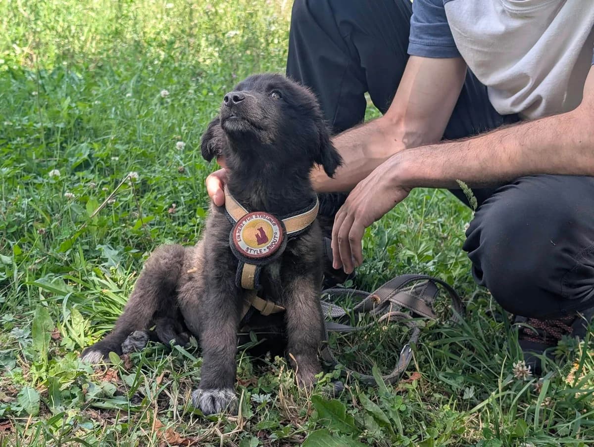Liss, female puppy Mixed Breed for adoption at Ein Herz für Streuner e.V., München