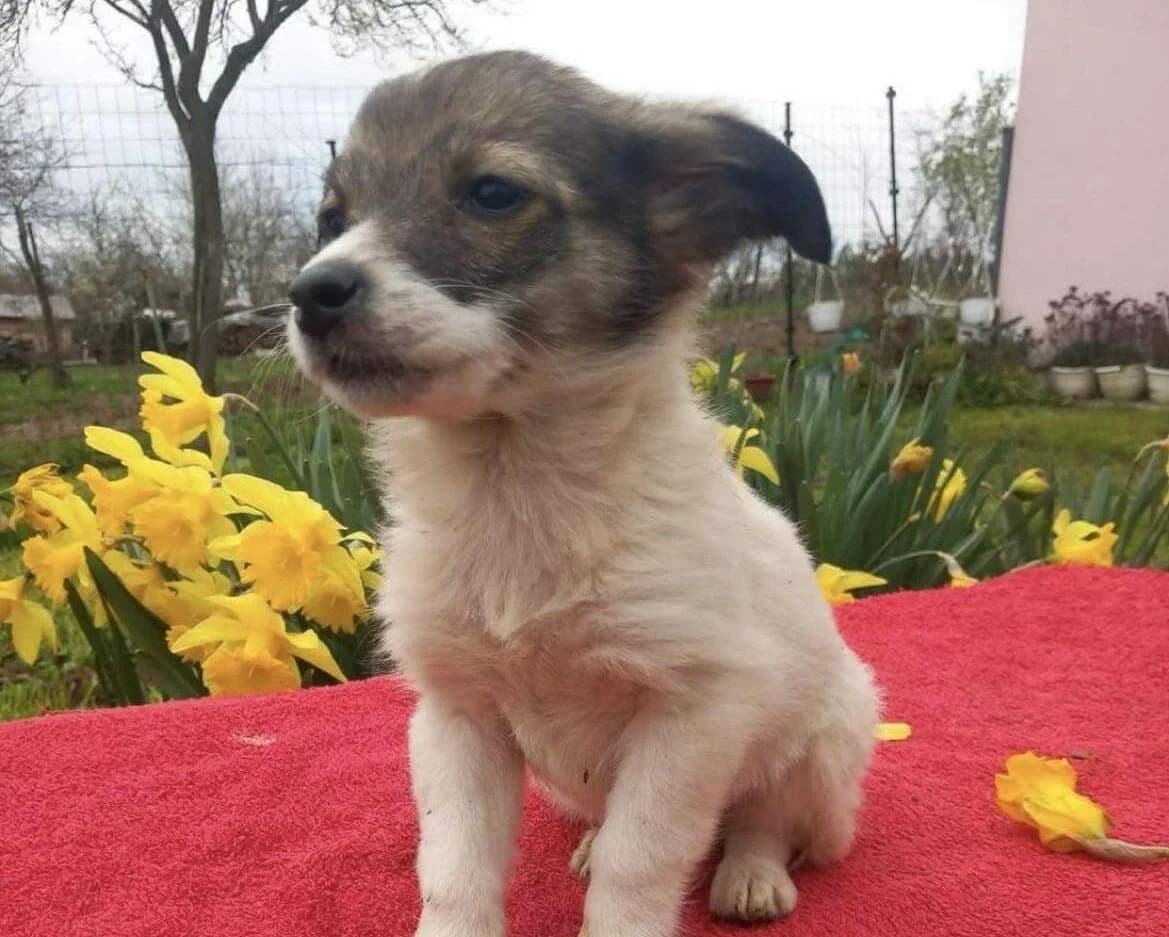 Lissi, puppy Mixed Breed for adoption at Ein Herz für Streuner e.V., München