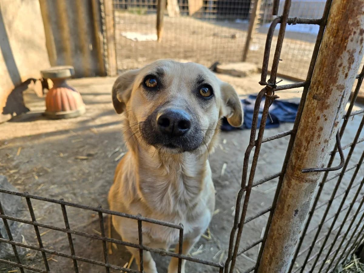 Lissi, female 5yo Mixed Breed for adoption at Ein Herz für Streuner e.V., München