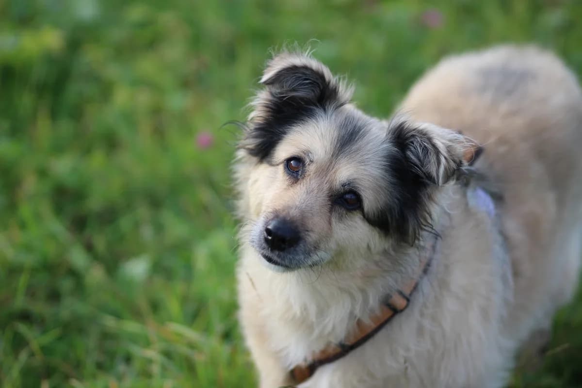 Lissi, female senior Mixed Breed for adoption at Ein Herz für Streuner e.V., München