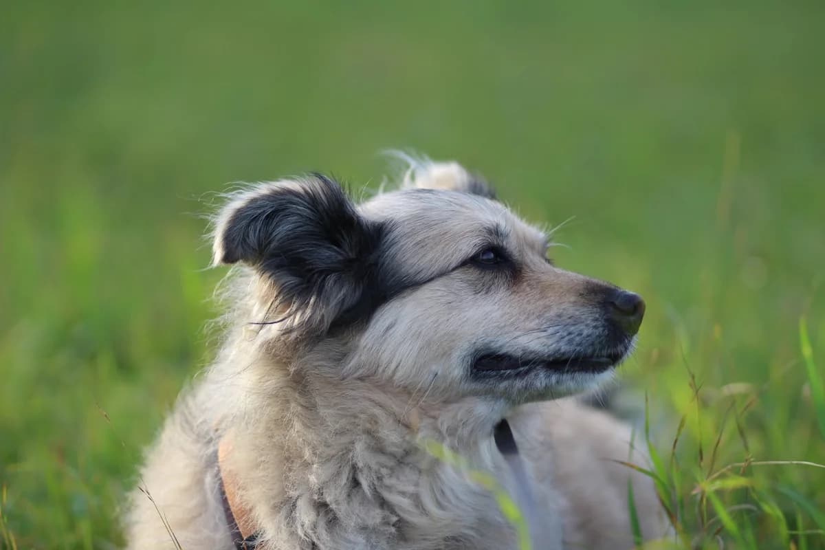 Lissi, female senior Mixed Breed for adoption at Ein Herz für Streuner e.V., München