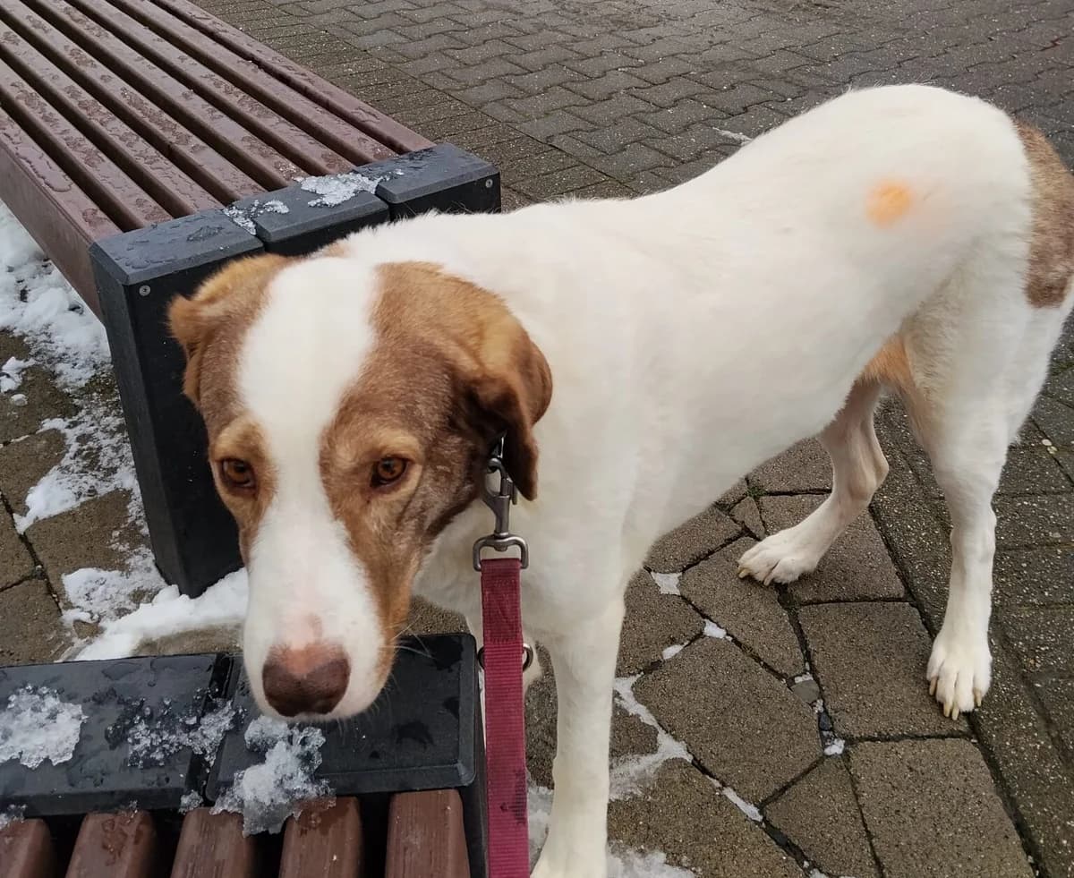 Lissy, weiß female 3yo Mixed Breed for adoption at Ein Herz für Streuner e.V., München