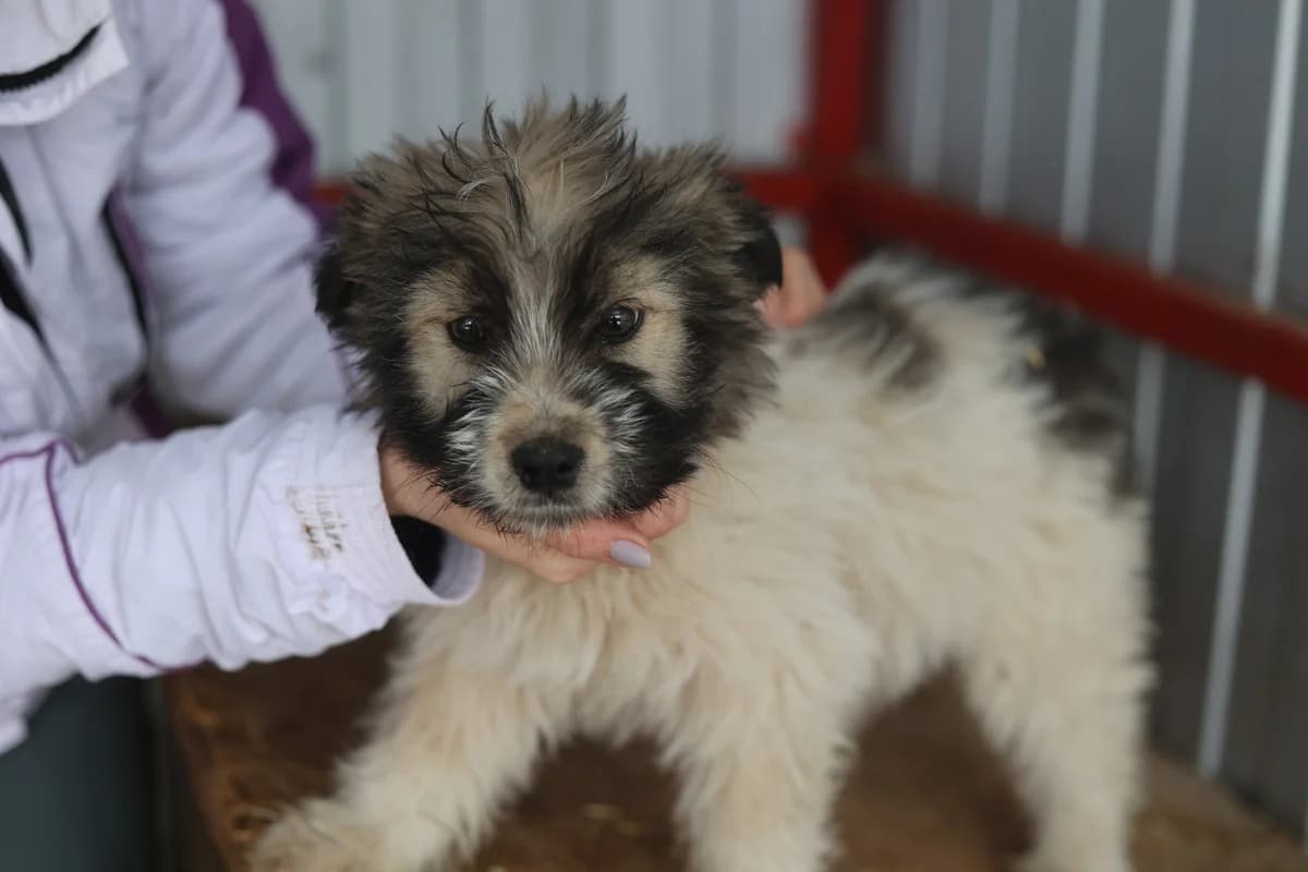 Litchi, female puppy Mixed Breed for adoption at Ein Herz für Streuner e.V., München