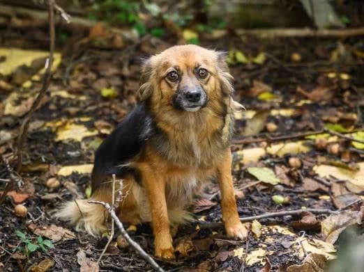 Little Bit, female 5yo Mixed Breed for adoption at Ein Herz für Streuner e.V., München