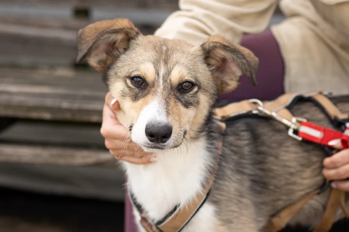 Little Joe, male puppy Mixed Breed for adoption at Ein Herz für Streuner e.V., München