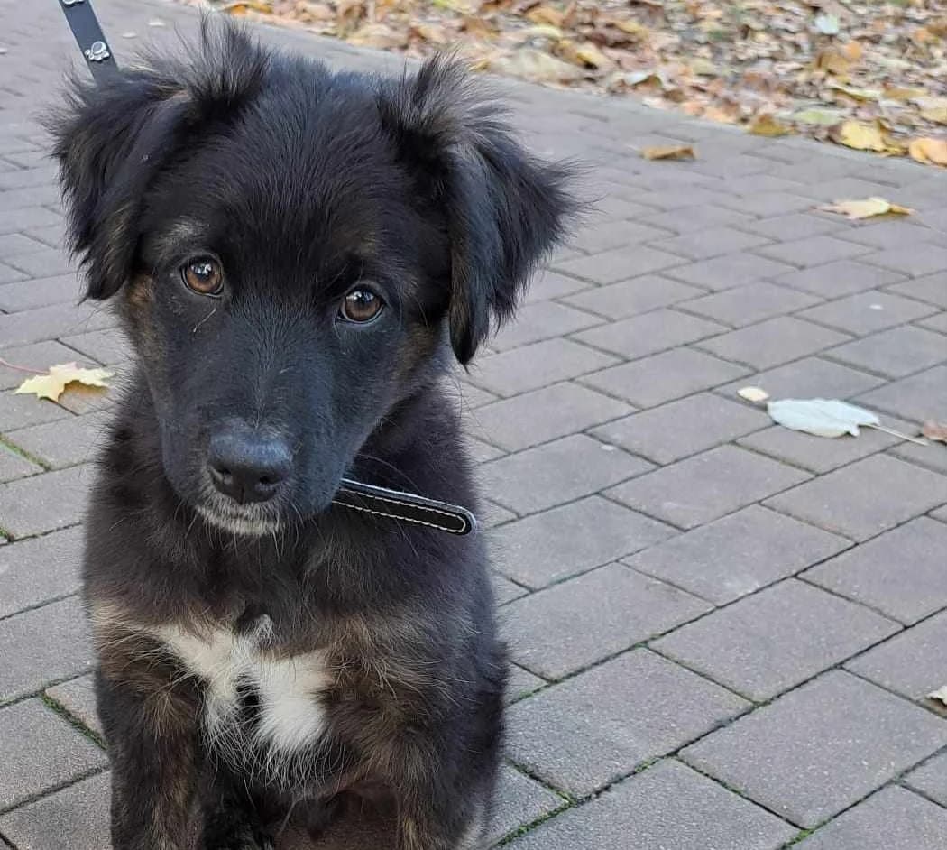 Little John, weiß male puppy Mixed Breed for adoption at Ein Herz für Streuner e.V., München