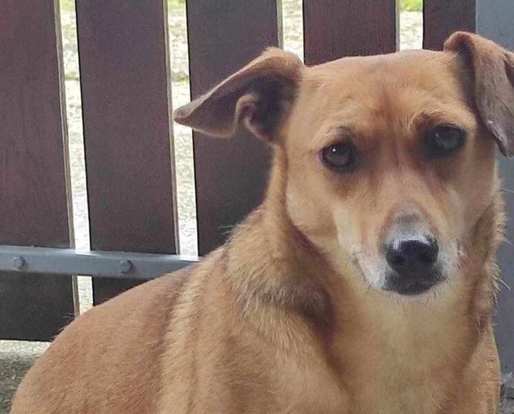 Little Lady, 3yo Mixed Breed for adoption at Ein Herz für Streuner e.V., München