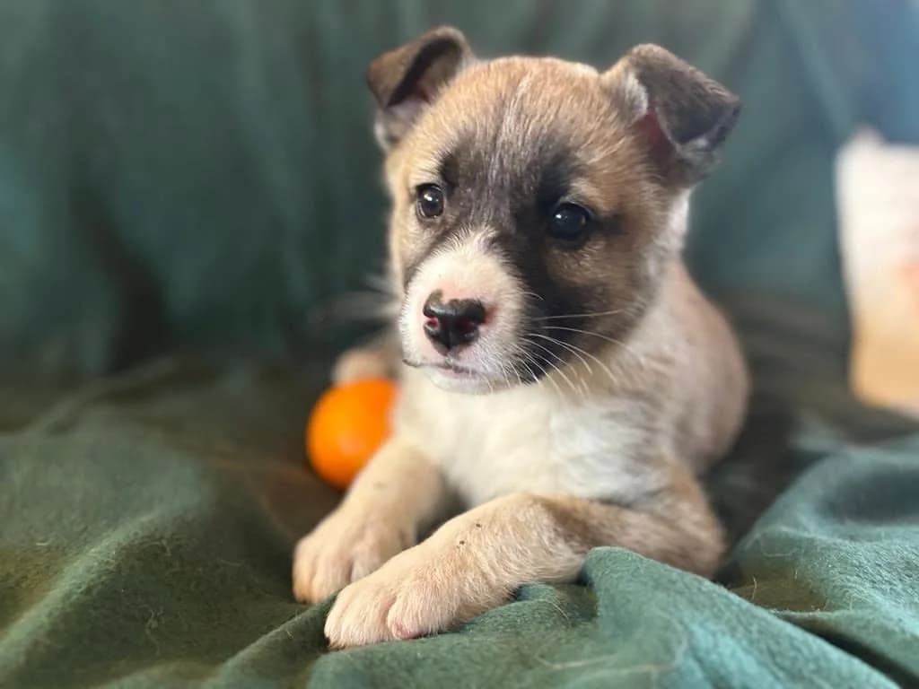 Little Lilly, weiß female puppy Mixed Breed for adoption at Ein Herz für Streuner e.V., München