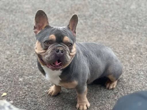Little Pluto, male 4yo Mixed Breed for adoption at Ein Herz für Streuner e.V., München