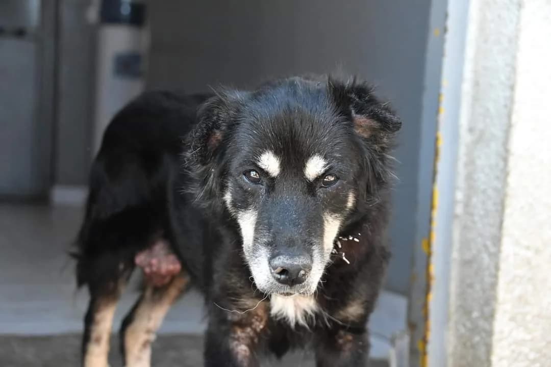 Liufa, female senior Mixed Breed for adoption at Ein Herz für Streuner e.V., München