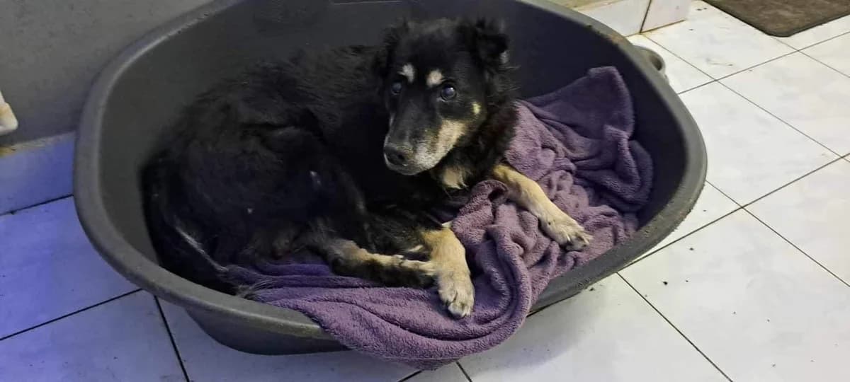 Liufa, female senior Mixed Breed for adoption at Ein Herz für Streuner e.V., München