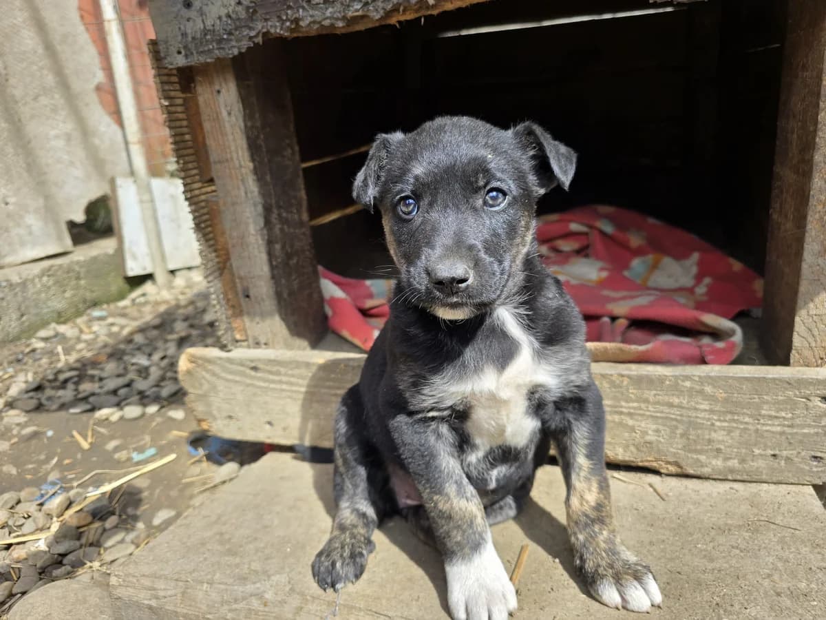 Liv, female puppy Mixed Breed for adoption at Ein Herz für Streuner e.V., München