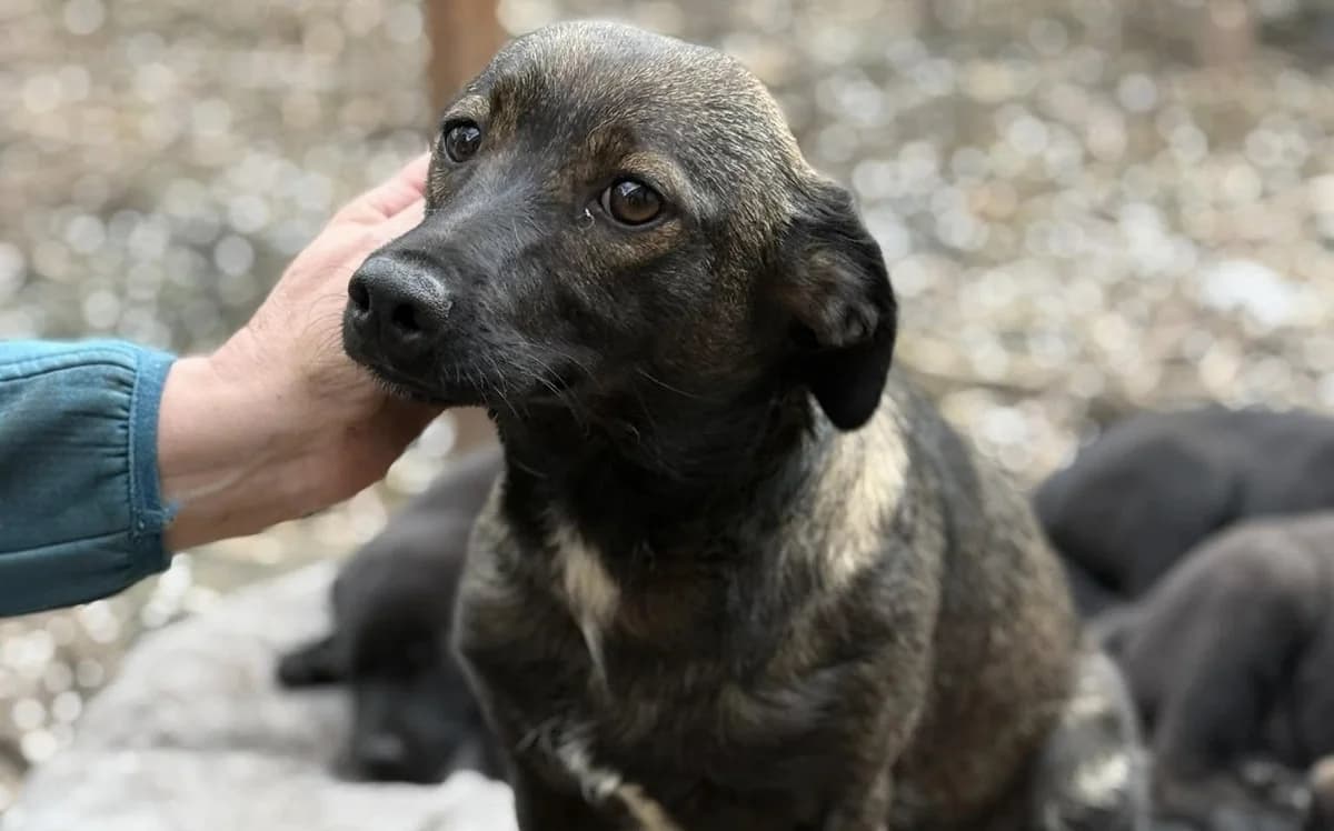 Liv, merle female young Mixed Breed for adoption at Ein Herz für Streuner e.V., München