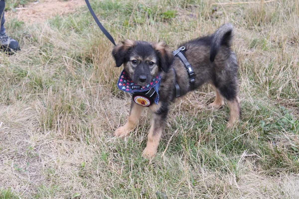 Liv, female puppy Mixed Breed for adoption at Ein Herz für Streuner e.V., München
