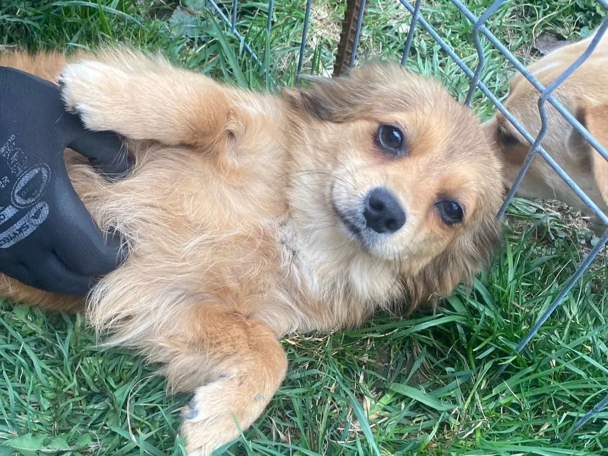 Liv, puppy Mixed Breed for adoption at Ein Herz für Streuner e.V., München