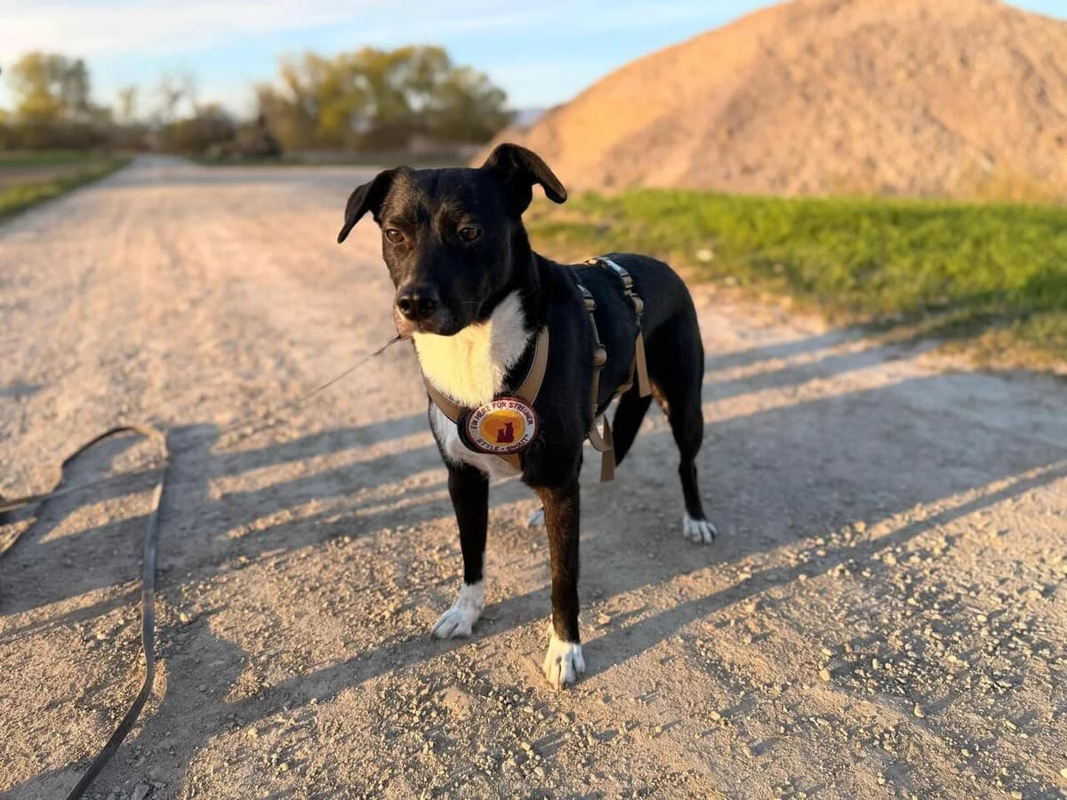 Liva, female 5yo Mixed Breed for adoption at Ein Herz für Streuner e.V., München