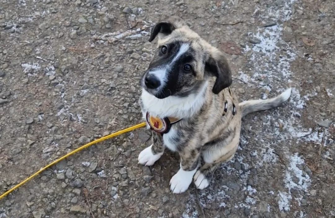 Liva, female puppy Mixed Breed for adoption at Ein Herz für Streuner e.V., München