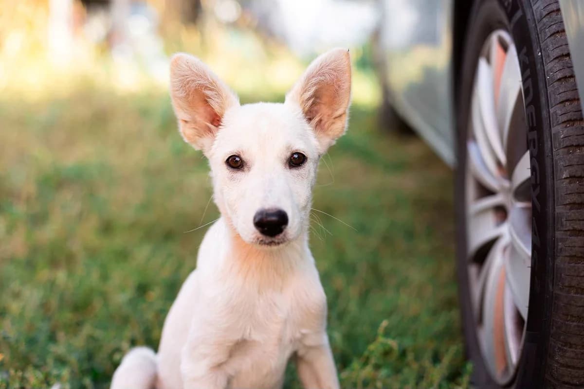 Liva, female puppy Mixed Breed for adoption at Ein Herz für Streuner e.V., München