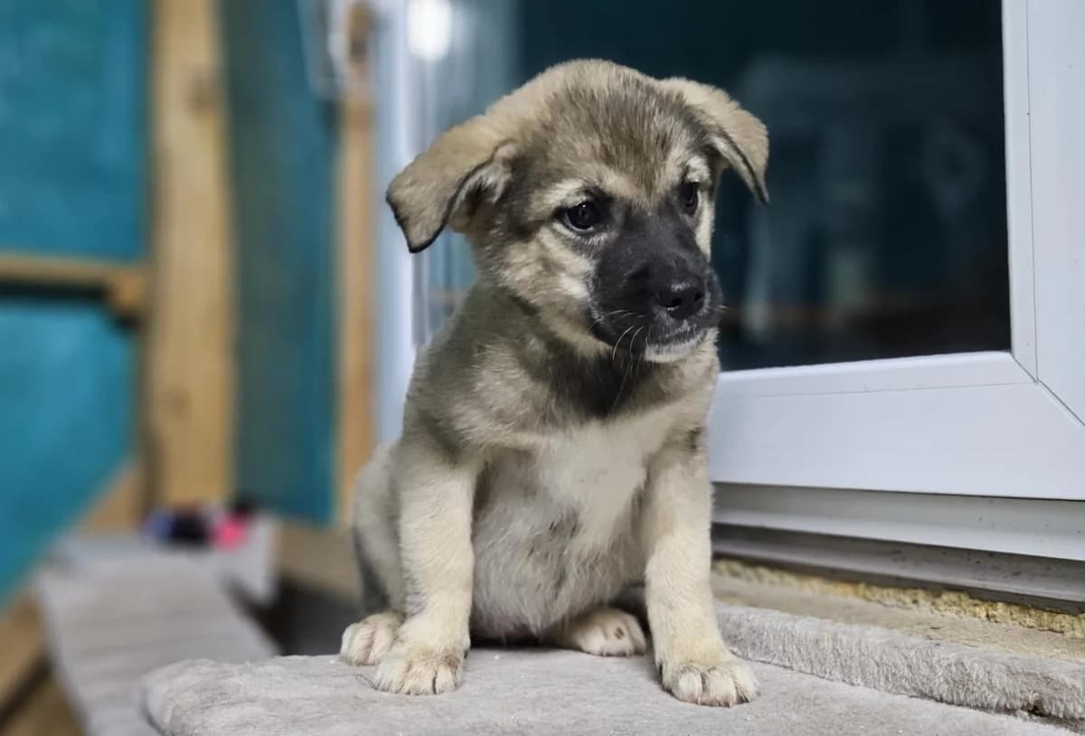 Livi, weiß female puppy Mixed Breed for adoption at Ein Herz für Streuner e.V., München