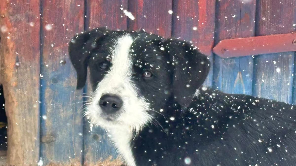 Livi, schwarz female young Mixed Breed for adoption at Ein Herz für Streuner e.V., München