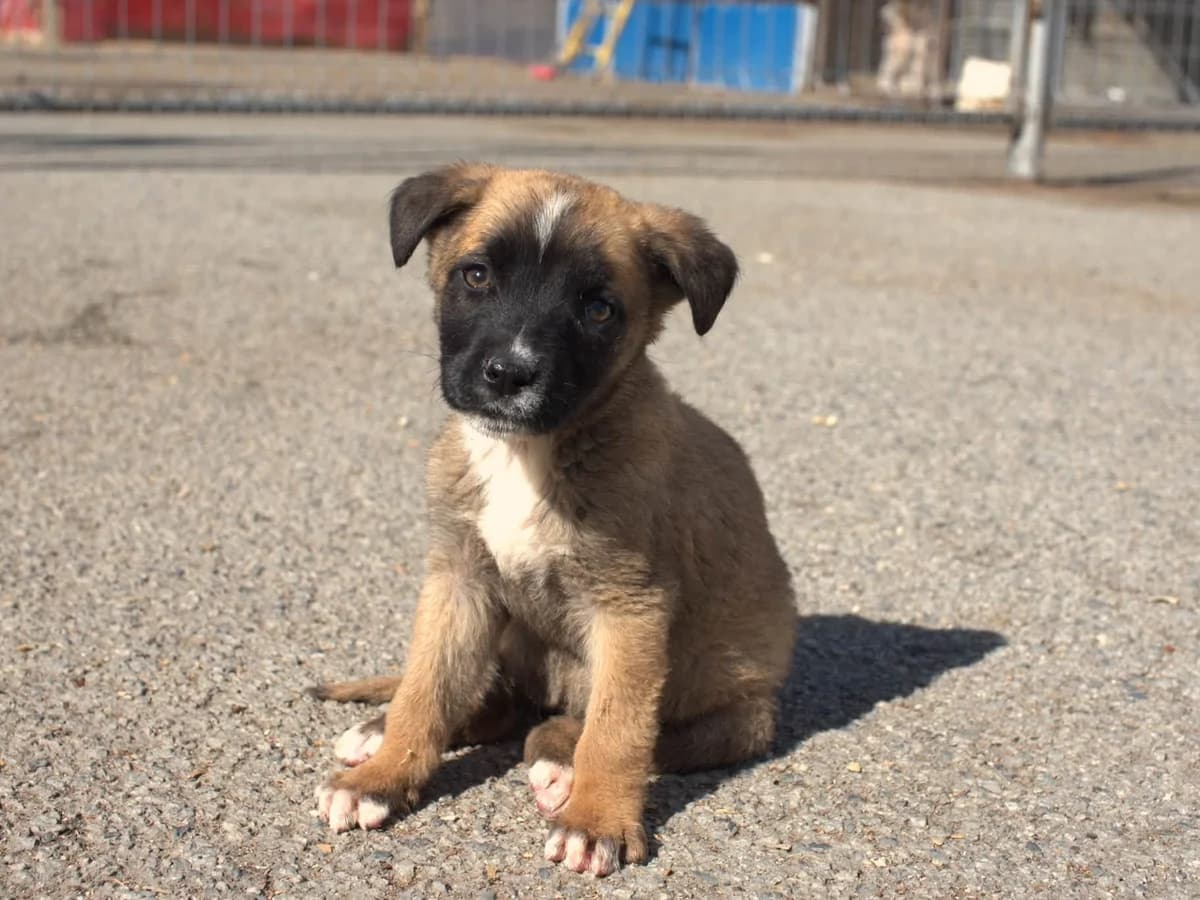 Livia, weiß female puppy Mixed Breed for adoption at Ein Herz für Streuner e.V., München