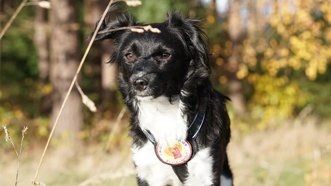 Livia, schwarz female 5yo Mixed Breed for adoption at Ein Herz für Streuner e.V., München