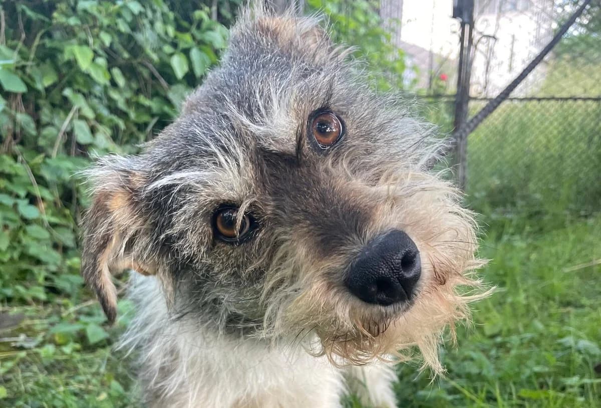 Livie, female 5yo Mixed Breed for adoption at Ein Herz für Streuner e.V., München