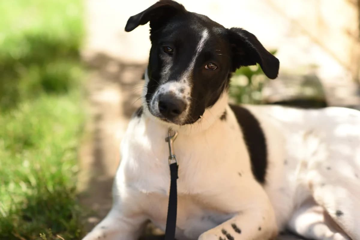 Livinia, female young Mixed Breed for adoption at Ein Herz für Streuner e.V., München