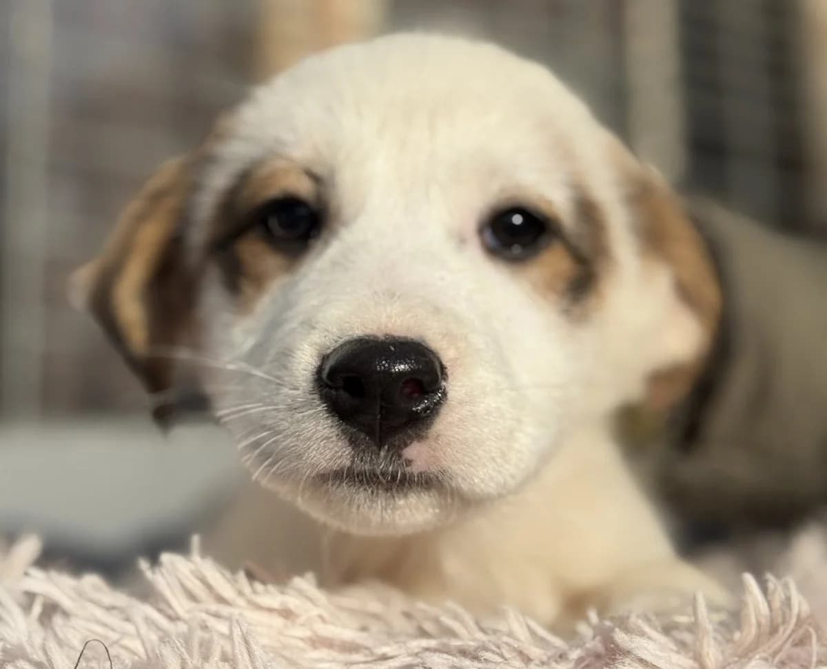 Lixana, weiß female puppy Mixed Breed for adoption at Ein Herz für Streuner e.V., München