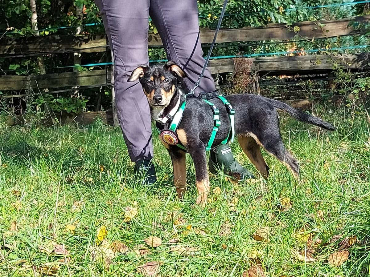 Liz, female puppy Mixed Breed for adoption at Ein Herz für Streuner e.V., München