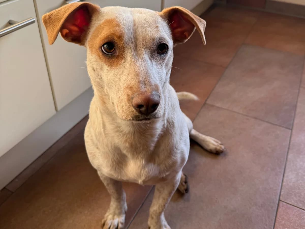 Liz Taylor, female young Mixed Breed for adoption at Ein Herz für Streuner e.V., München