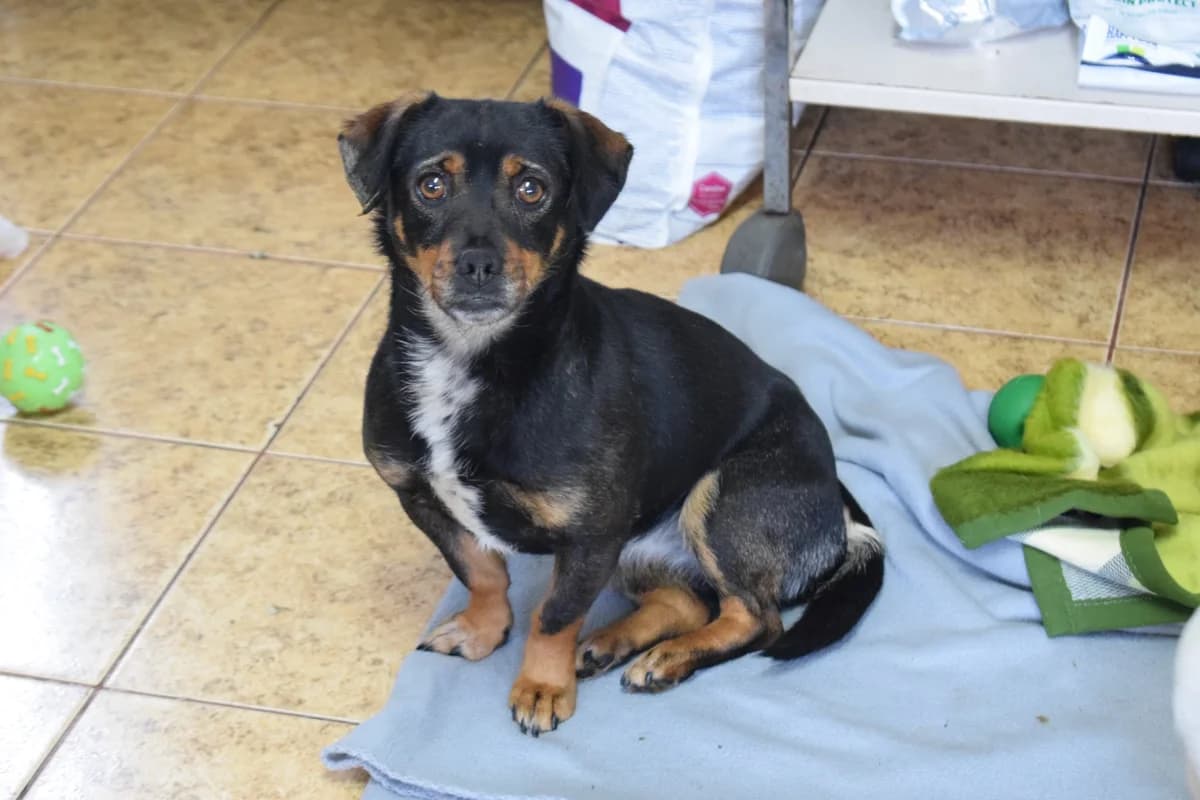 Lizzie, schwarz female young Mixed Breed for adoption at Ein Herz für Streuner e.V., München