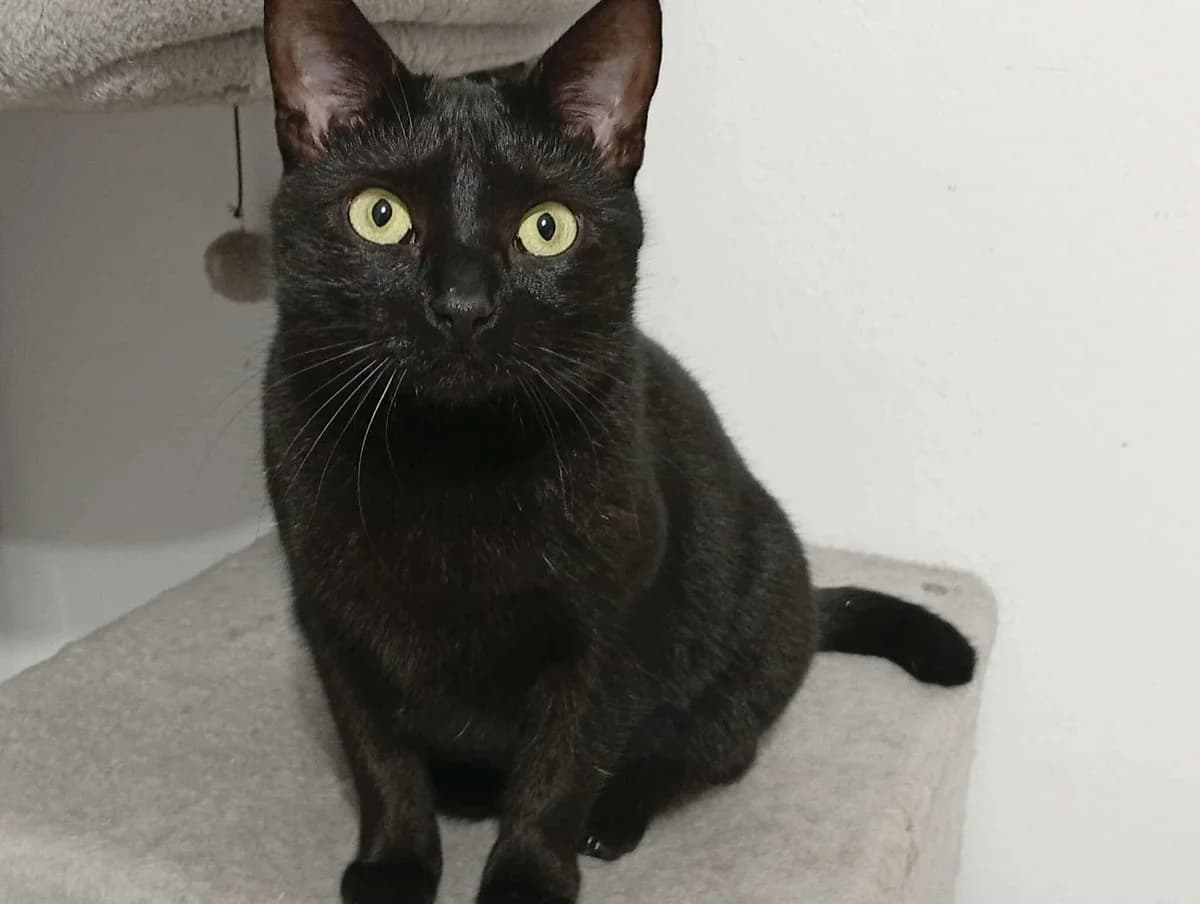 Lizzo, female young Mixed Breed for adoption at Ein Herz für Streuner e.V., München