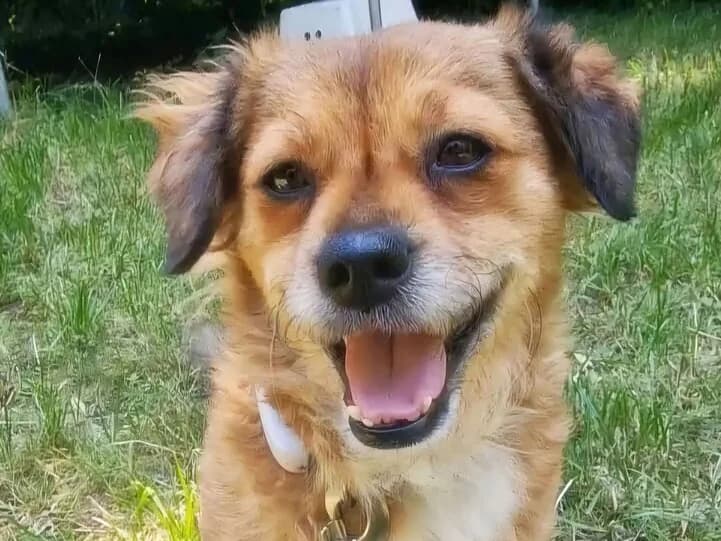 Lizzy, female 4yo Mixed Breed for adoption at Ein Herz für Streuner e.V., München