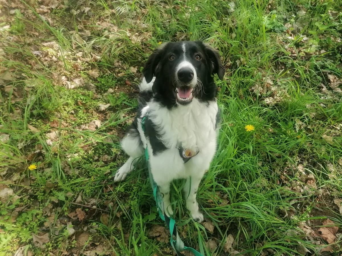 Lizzy, female puppy Mixed Breed for adoption at Ein Herz für Streuner e.V., München