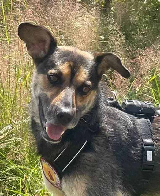 Loak, male 3yo Mixed Breed for adoption at Ein Herz für Streuner e.V., München