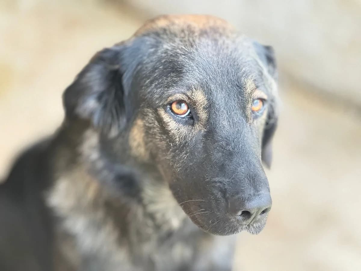 Lobelia, schwarz female 5yo Mixed Breed for adoption at Ein Herz für Streuner e.V., München